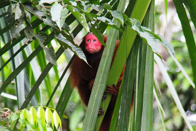 3-Day Jungle and Amazon River Tour From Iquitos - Wildlife Encounters