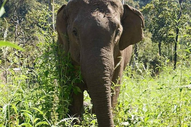 3-Day Kindred Spirit Elephant Sanctuary Chiang Mai - Itinerary