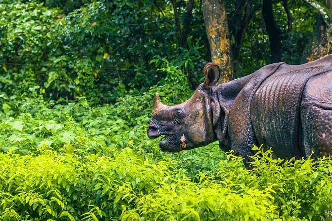 3 Days and 2 Nights Chitwan National Park Safari Tour in Pokhara - Meeting and Pickup Details