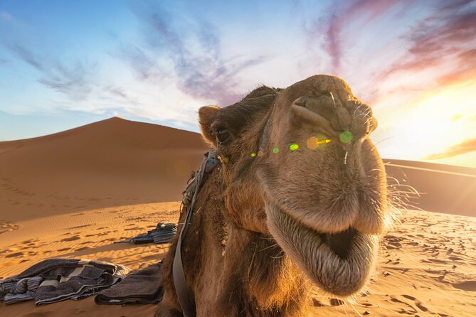 3 Days Desert Tour From Fes to Marrakech via Merzouga - Cancellation Policy Details
