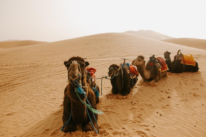 3-Days Private Guided Desert Tour From Fez to Marrakech - Traveler Reviews and Tips