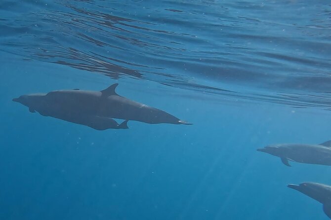 3-Hour Dolphin Watching Experience in Puerto Escondido - Traveler Photos