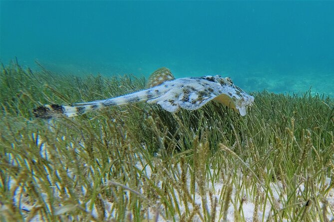 3 Hour ECO-Snorkeling Adventure in Mahahual, Costa Maya - Common Questions