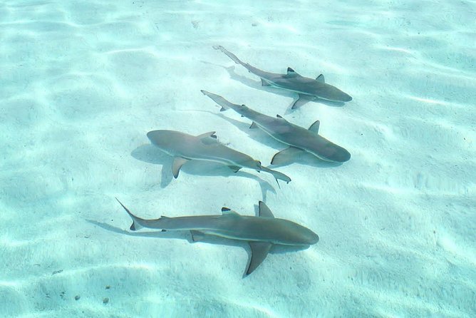 3-hour Lagoon Snorkeling Tour - Shared Tour - Meeting and Pickup Details