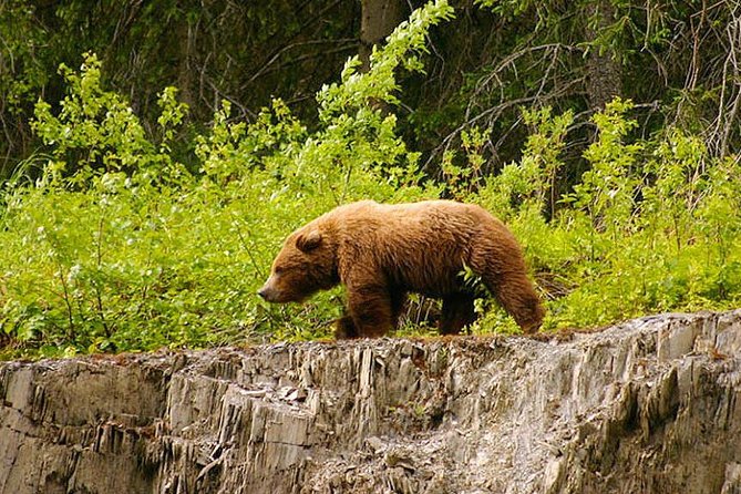 3-Hour Turnagain Pass Rafting Float Trip From Hope Alaska - Opportunity to Spot Wildlife Along the River Banks