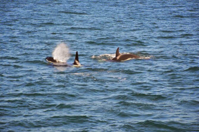 3 Hour Whale Watching Tour in Reykjavík Old Harbour - Tour Activity and Group Size