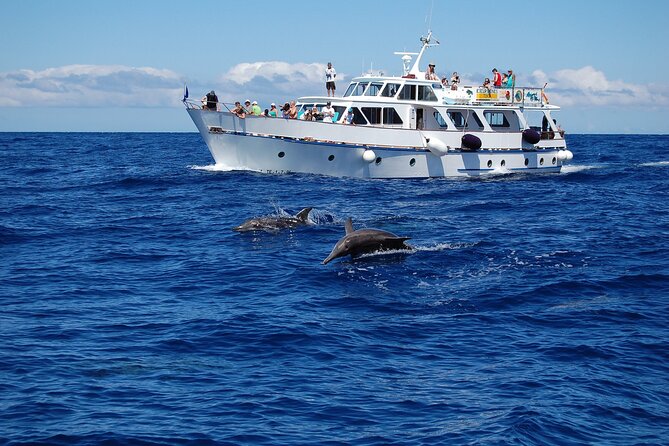 3 Hours Boat Excursion for Whale Watching in La Gomera - Logistics and Information