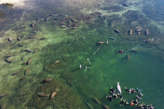3 Hours Manatee Swim Tour in Florida - Common Questions