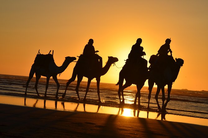 3 Hours Ride on Camel at Sunset - Inclusions and Meeting Details