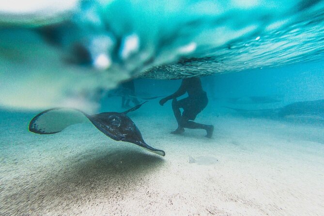 3-Hours Snorkeling Activity in Stingray City - Cancellation Policy