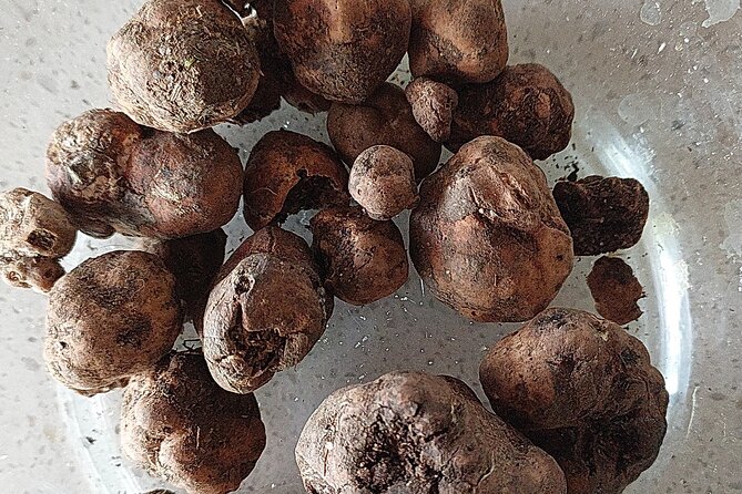 3 Hours Truffle Hunting With Pasta Cooking Class and Lunch - Delicious Lunch With Truffle-Infused Dishes