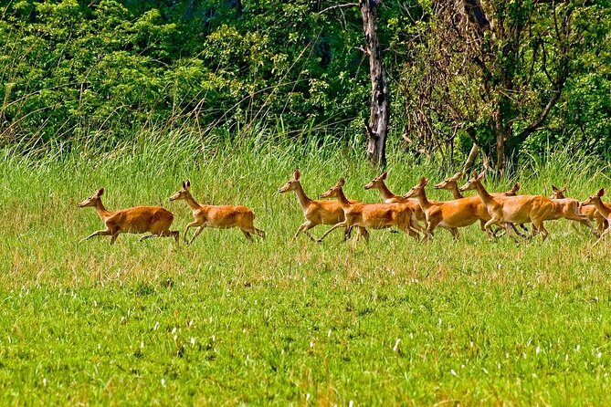 3 Nights 4 Days Chitwan National Park With Tower Night Stay - Cancellation Policy