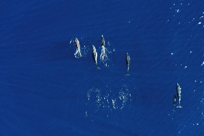 3H Catamaran Dolphin & Whale Watching! Drinks, Swimming & Lunch - What to Expect