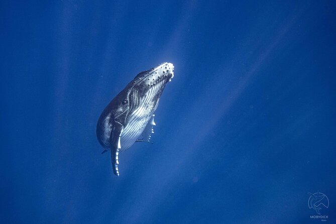 3h Dolphin and Snorkeling Tour in a Wild Lagoon With Mobydick - Expectations