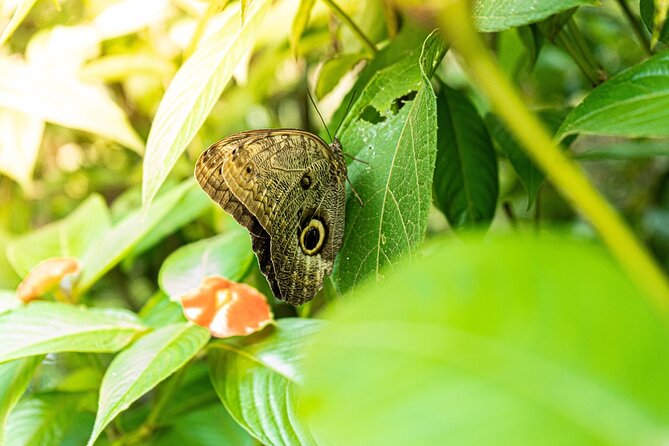 4 Days Tour to Tambopata National Reserve - Wildlife and Biodiversity in Tambopata