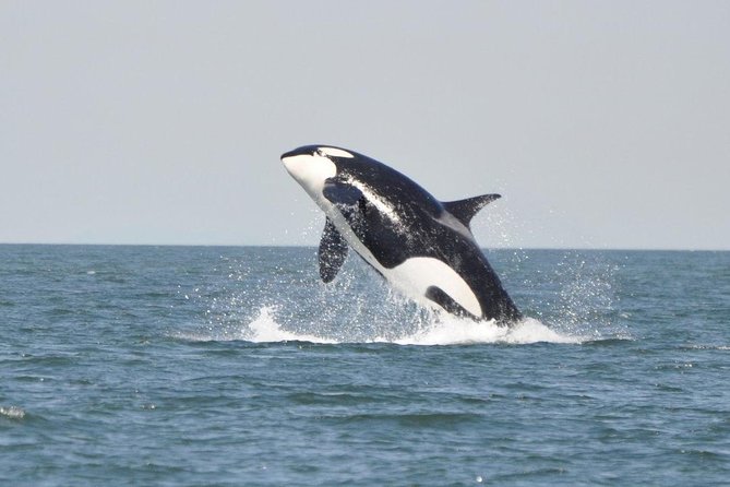 4 Hour Afternoon Whale Watching Tour - Cancellation Policy