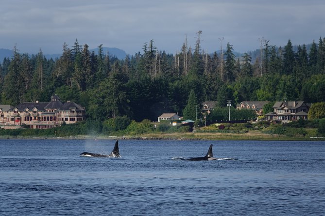 4 Hour Covered Boat Whale and Wildlife Tour - Meeting and Logistics