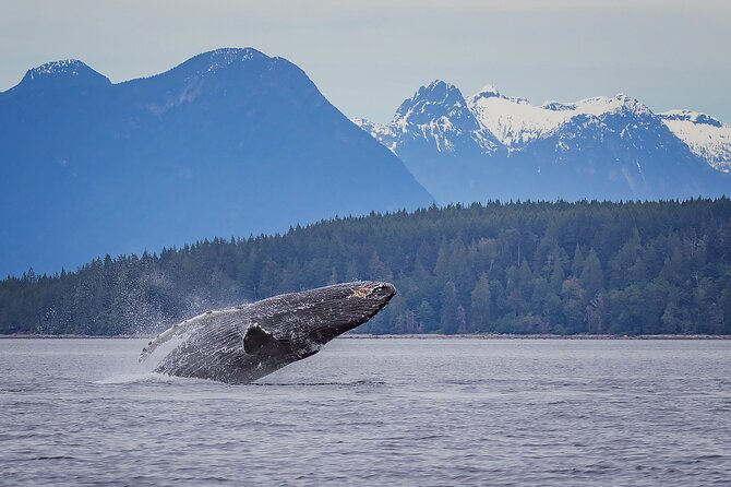4 Hour Morning Whale Watching Tour - Small-Group and Family-Friendly Tour
