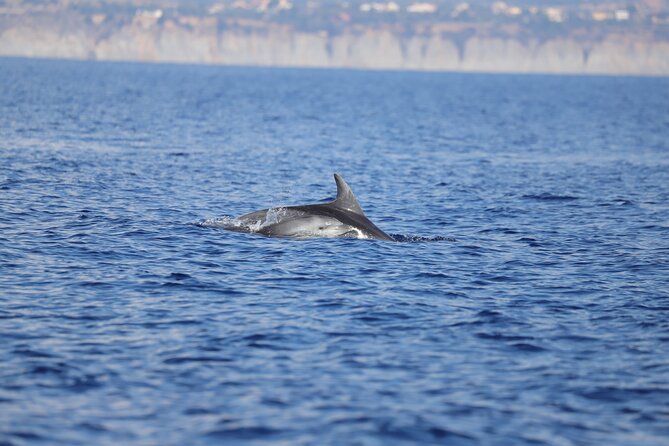 4 Hours Dolphin Watching Tour in Porto Empedocle - Tips for Dolphin Watching