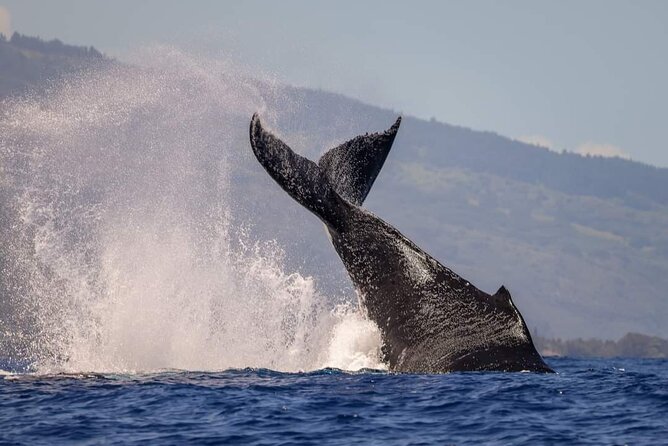 4 Hours of Humpback Whale Watching in Tahiti - Safety Measures and Guidelines