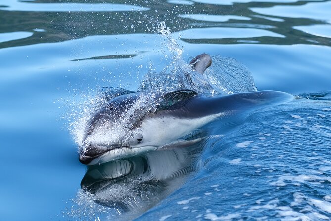 4 Hr Into the Wild Whales & Wildlife Adventure - Cancellation Policy
