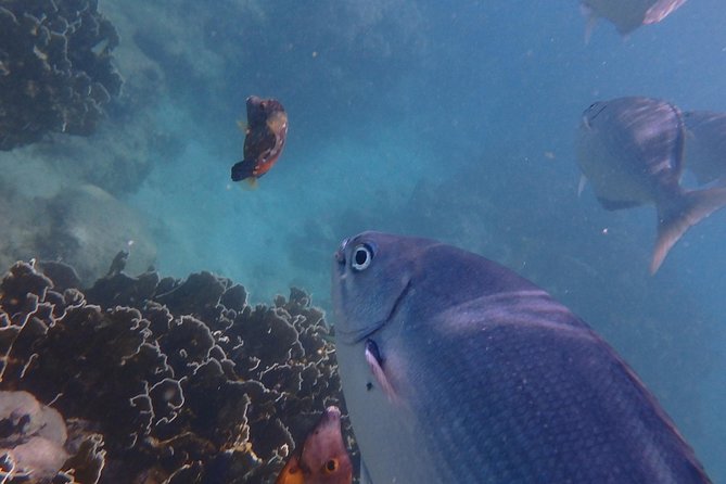 5-Hour Small-Group Catamaran Cruise From Bridgetown With Lunch - Exploring Shipwrecks
