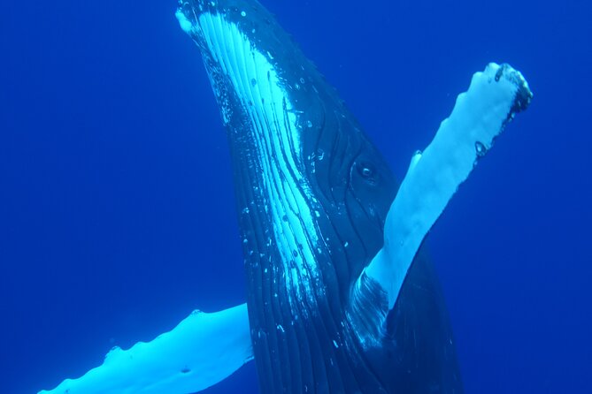 5h Respectful Whale Excursion Complete - Duration, Meeting Point, and Refund Policy