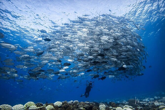 6 Dives Package - Pricing and Inclusions