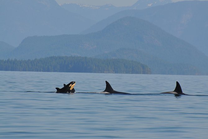 6 Hour Zodiac Whale Watching Tour - Tour Itinerary and Route