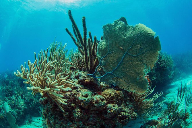 8-Dive Scuba Adventure in Bayahibe - Expectations and Additional Information