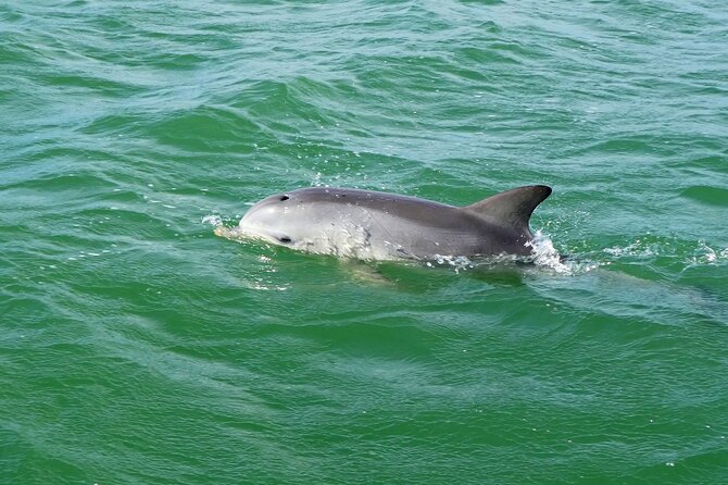 90-Minute Maritime and Dolphins Cruise in Port Adelaide - Meeting and Pickup Details