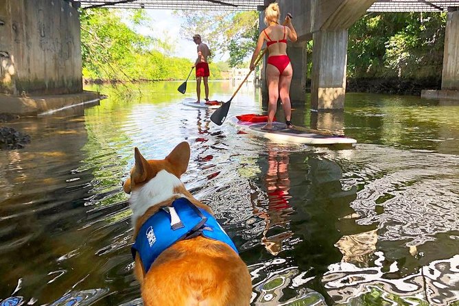90-Minute SUP Tour of Las Olas Canals With a Doggy Guide  - Fort Lauderdale - Tour Inclusions and Requirements