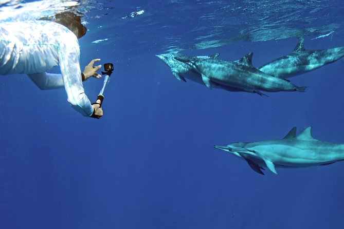 A Legal Private Dolphin Swim With Sea-Slide, Upto 15 Passengers - Take a Tour Around Oahu