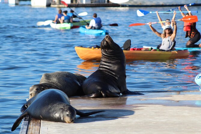 A Small-Group, Marina Del Ray Paddleboard or Kayaking Tour  - Santa Monica - Tour Experience