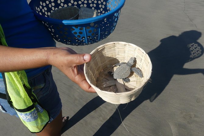 Acapulco Beach Horseback Riding Tour With Baby Turtle Release - Tour Details