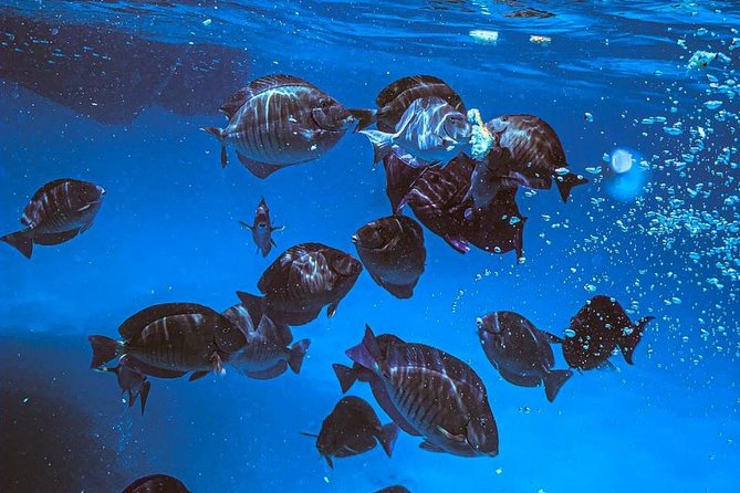 Adults Only Catalina Bay Small Group Snorkel & Sunset Sail - Important Information and Accessibility Details