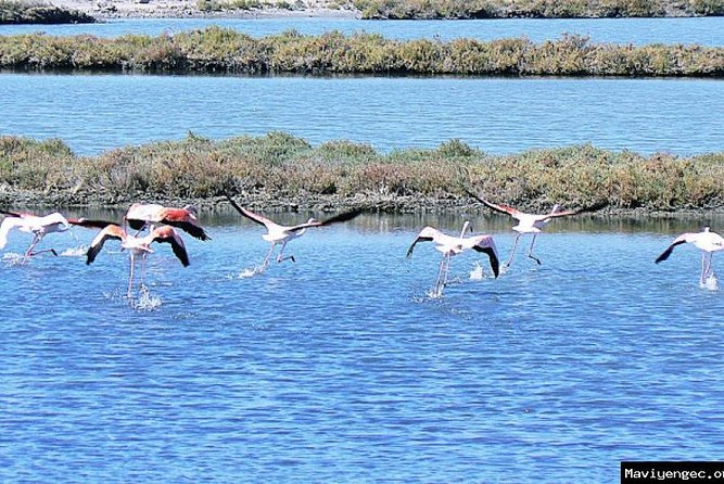 Agadir Camel Ride Flamingo River Sunset With Delicious Couscous & Barbecue - Scenic Landscapes and Sunset Views