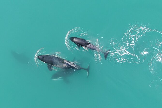 Alaska Whale-Watching Cruise With Live Drone Footage  - Hoonah - Accessibility and Participation Information