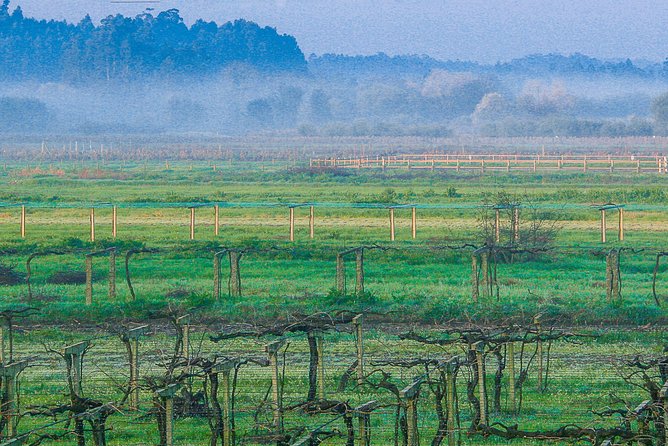Albariño Private Wine Tour From Santiago De Compostela - Tours and Tastings at Multiple Producers