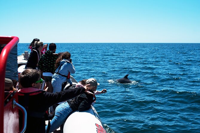 Algarve Dolphin Cruise  - Portimao - Additional Information and Directions