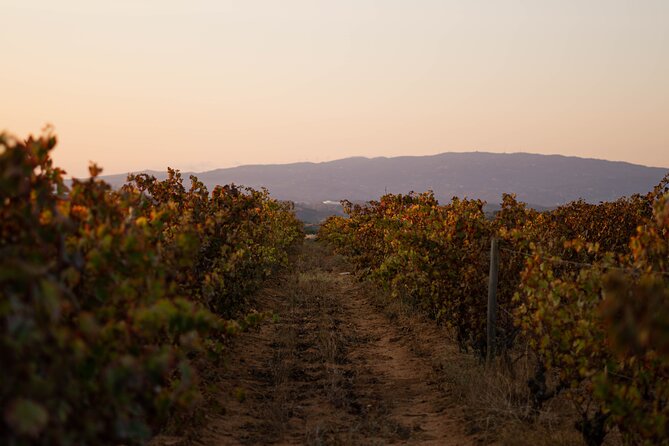 Algarve: Lagoa Small-Group Winery Visit and Vineyard Dinner  - Albufeira - Learn About the Winerys History