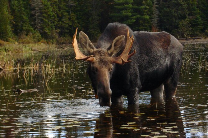 Algonquin Park 4-Day Luxury Moose/Beaver/Turtle Camping & Canoeing Adventure - Meeting and Pickup