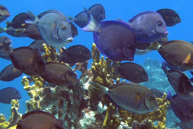 All-Day Guided Kayak and Snorkel Tour on St. Thomas  - St Thomas - Admission and Booking