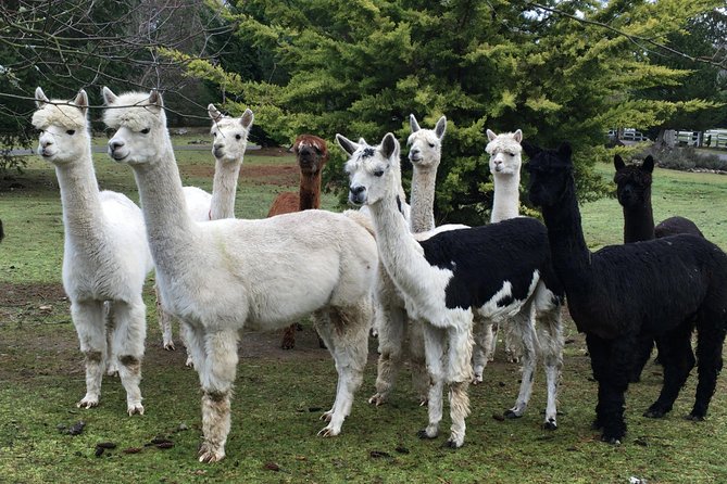 Alpaca Ranch and Fiber Processing Mill Tour - Tour Inclusions