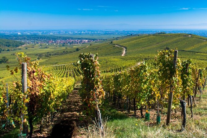 Alsace Full Day Wine Tour From Colmar - Traveler Photos and Reviews