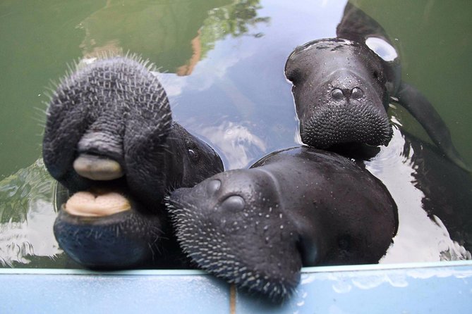 Amazon Rescue Center - Manatees Conservation Center Admission Ticket - Rare Species Conservation Efforts