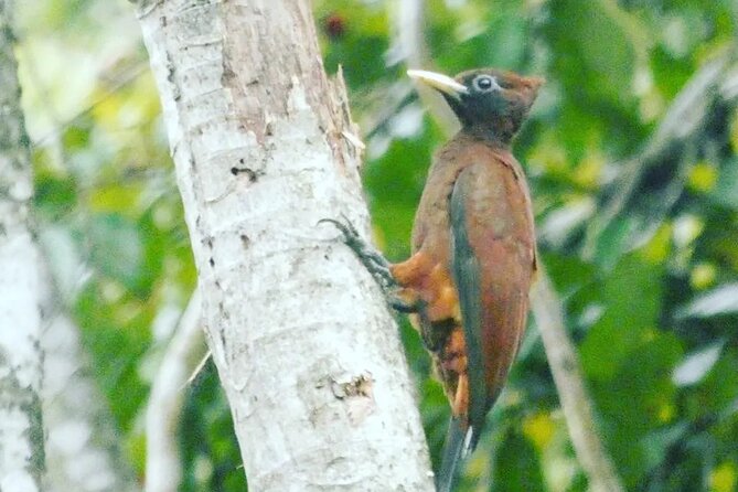 Amazon Wildlife Explorations - Meeting and Pickup