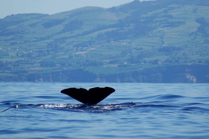 Among Whales Dolphins and Volcanoes Full Day Tour With Lunch - Tour Highlights