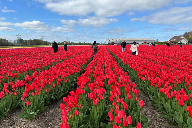 Amsterdam: Tour to Keukenhof, Tulip Farm Visit Windmill Cruise - Tour Highlights
