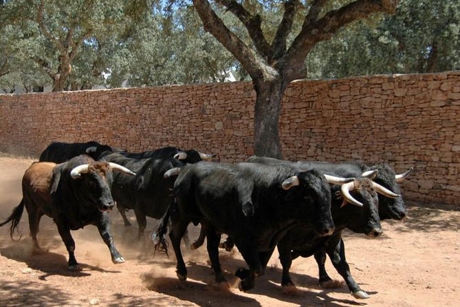 Andalucia Bull and Horse Farm and Ronda Private Tour From Malaga - Tour the Farm and Learn About Horses and Bulls